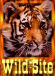 Wild Tiger